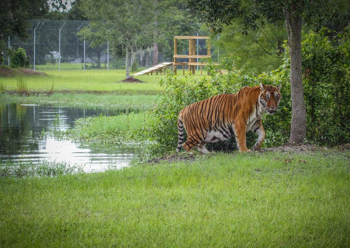 Tiger